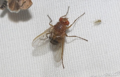 Ormia ochracea