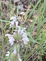 Monarda pectinata