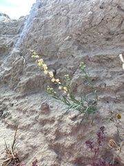 Oligomeris linifolia