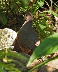 Leptotila megalura