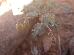 Hermannia althaeifolia