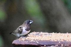 Spermestes cucullata scutata