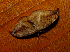 Drepana falcataria
