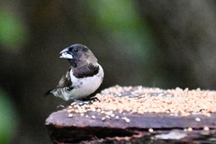 Spermestes cucullata scutata