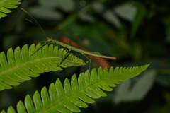 Ceroys perfoliatus