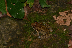 Thoropa miliaris