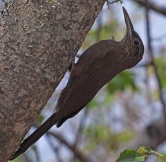 Dendrocolaptes picumnus