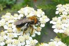 Andrena thoracica