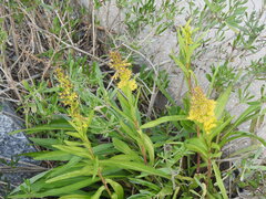 Solidago mexicana