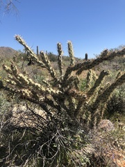 Cylindropuntia acanthocarpa acanthocarpa