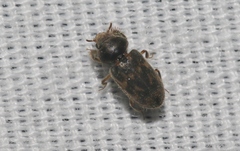 Heteroceridae
