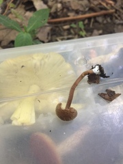 Inocybe subfulva