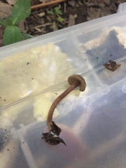 Inocybe subfulva