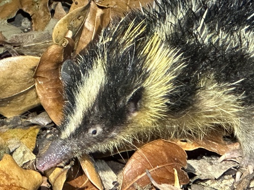 Highland Streaked Tenrec