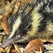 Highland Streaked Tenrec - Photo (c) Jay, some rights reserved (CC BY-NC-ND), uploaded by Jay