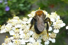 Andrena thoracica