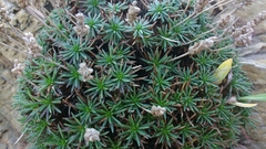 Plantago subulata