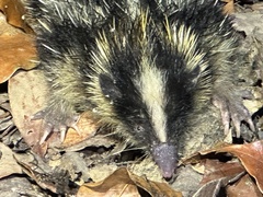 Hemicentetes nigriceps