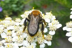 Andrena thoracica