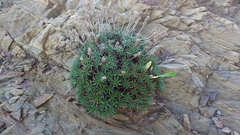 Plantago subulata