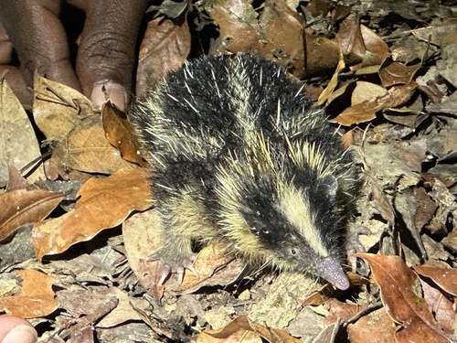 Highland Streaked Tenrec