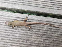 Lacerta schreiberi