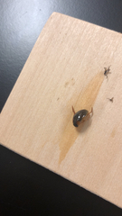 Tropisternus collaris