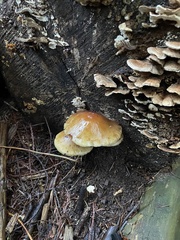 Pholiota velaglutinosa