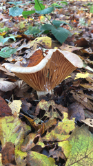 Lactarius