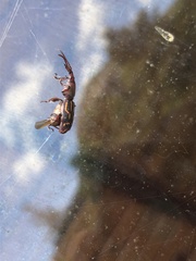 Brentinae