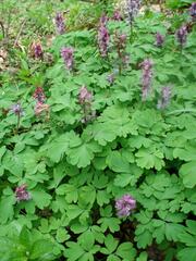 Corydalis cava