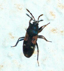 Lanchnophorus singalensis