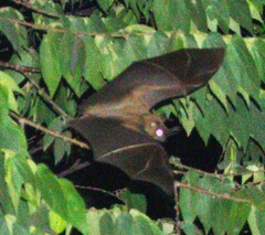 Cynopterus sphinx