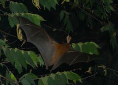 Cynopterus sphinx