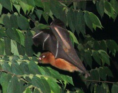 Cynopterus sphinx