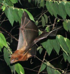Cynopterus sphinx