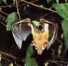 Cynopterus sphinx