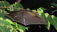Cynopterus sphinx