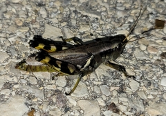 Melanoplus eumera