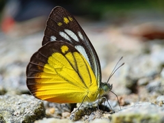 Cepora iudith malaya