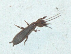 Oligotoma nigra