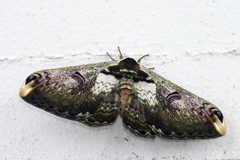 Saturnia zuleika