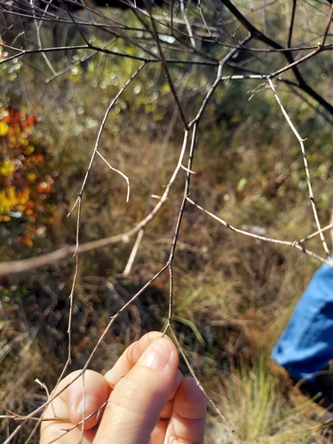 Image of Baptisia lecontei by (c) Athena Philips, some rights reserved (CC BY)