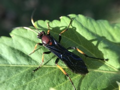 Ichneumon centrator