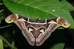 Archaeoattacus malayanus