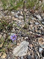 Sisyrinchium idahoense
