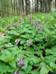 Corydalis cava