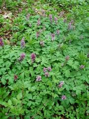 Corydalis cava