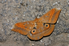 Salassa mesosa
