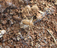 Loxosceles simillima